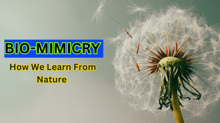 Bio-Mimicry | How We Learn From Nature